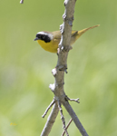 ommon Yellow throat 1350